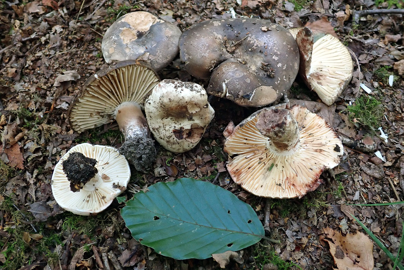 Russula nigricans  by Penny Cullington